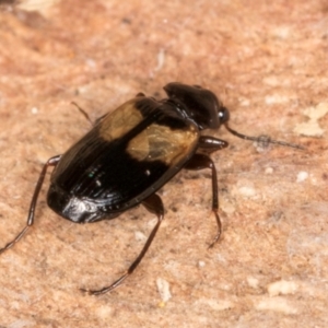 Sarothrocrepis civica at Melba, ACT - 31 Jul 2024 01:58 PM