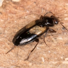 Sarothrocrepis civica at Melba, ACT - 31 Jul 2024 01:58 PM