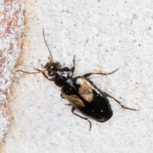 Sarothrocrepis civica at Melba, ACT - 31 Jul 2024 01:58 PM