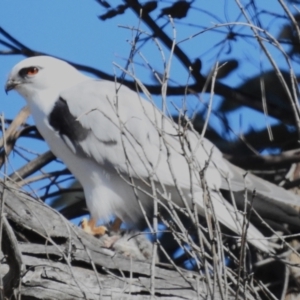 Elanus axillaris at Kambah, ACT - 1 Aug 2024 02:00 PM