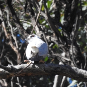 Elanus axillaris at Kambah, ACT - 1 Aug 2024 02:00 PM