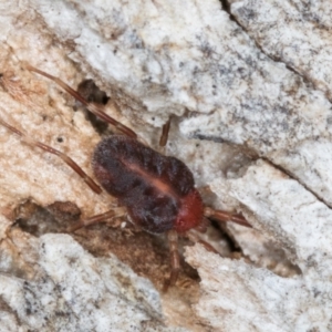 Erythraeidae (family) at Melba, ACT - 31 Jul 2024