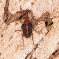 Erythraeidae (family) at Melba, ACT - 31 Jul 2024