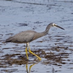 Egretta novaehollandiae (White-faced Heron) at North Haven, NSW - 27 Nov 2023 by KorinneM