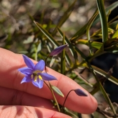 Stypandra glauca (Nodding Blue Lily) at Tarcutta, NSW - 30 Jul 2024 by Darcy