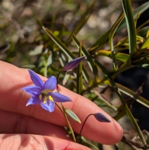 Stypandra glauca at Tarcutta, NSW - 30 Jul 2024