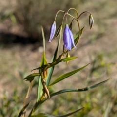 Stypandra glauca at Tarcutta, NSW - 30 Jul 2024