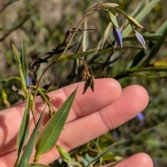 Stypandra glauca at Tarcutta, NSW - 30 Jul 2024 10:07 AM