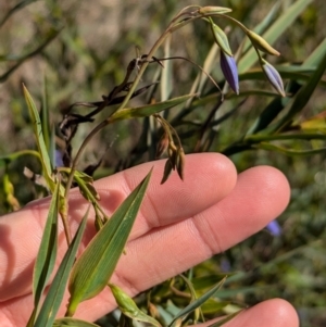 Stypandra glauca at Tarcutta, NSW - 30 Jul 2024 10:07 AM