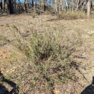 Stypandra glauca at Tarcutta, NSW - 30 Jul 2024 10:07 AM