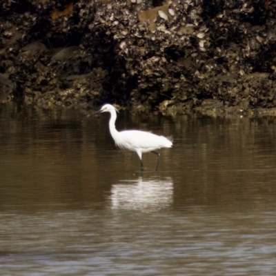 Egretta garzetta (Little Egret) at North Haven, NSW - 27 Nov 2023 by KorinneM