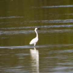 Egretta garzetta at North Haven, NSW - 27 Nov 2023 03:55 PM