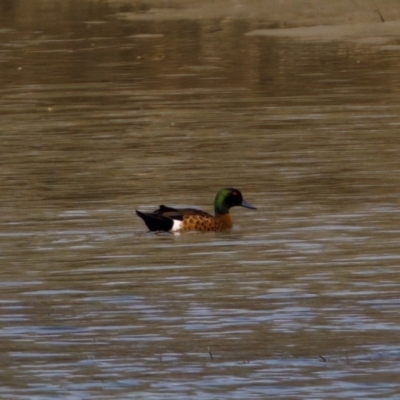 Anas castanea (Chestnut Teal) at North Haven, NSW - 27 Nov 2023 by KorinneM