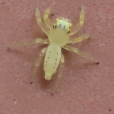 Unidentified Jumping or peacock spider (Salticidae) at Archer River, QLD - 1 Aug 2024 by lbradley