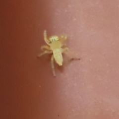 Mopsus mormon at Archer River, QLD - 1 Aug 2024 01:15 PM