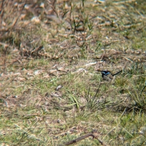 Malurus cyaneus at Tarcutta, NSW - 30 Jul 2024