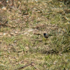 Malurus cyaneus at Tarcutta, NSW - 30 Jul 2024