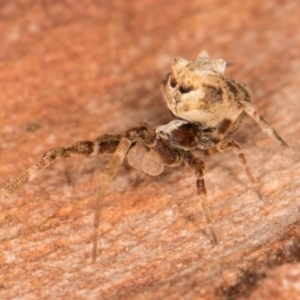 Philoponella congregabilis at Melba, ACT - 31 Jul 2024 01:29 PM