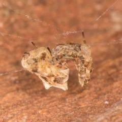 Philoponella congregabilis at Melba, ACT - 31 Jul 2024