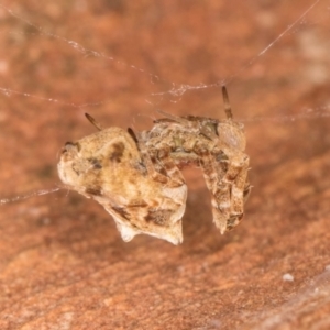 Philoponella congregabilis at Melba, ACT - 31 Jul 2024 01:29 PM