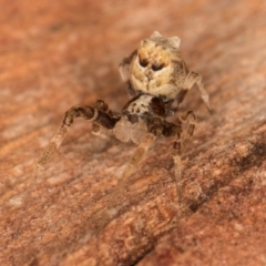 Philoponella congregabilis at Melba, ACT - 31 Jul 2024