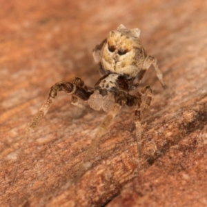 Philoponella congregabilis at Melba, ACT - 31 Jul 2024 01:29 PM