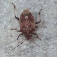 Pentatomidae (family) at Archer River, QLD - 1 Aug 2024 by lbradley