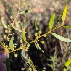 Acacia verniciflua (Varnish Wattle) at Tarcutta, NSW - 30 Jul 2024 by Darcy