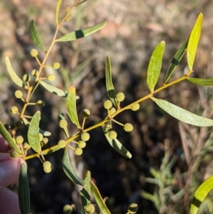 Acacia verniciflua at Tarcutta, NSW - 30 Jul 2024 10:26 AM