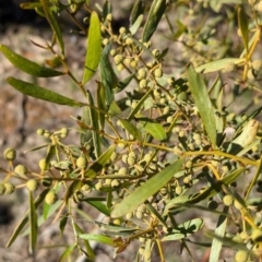 Acacia verniciflua at Tarcutta, NSW - 30 Jul 2024