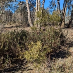 Acacia verniciflua at Tarcutta, NSW - 30 Jul 2024 10:26 AM