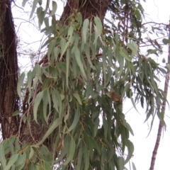 Eucalyptus sp. at Archer River, QLD - 1 Aug 2024 by lbradley