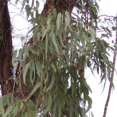 Eucalyptus sp. at Archer River, QLD - 1 Aug 2024 by lbradley