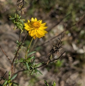 Xerochrysum viscosum at Tarcutta, NSW - 30 Jul 2024 10:27 AM