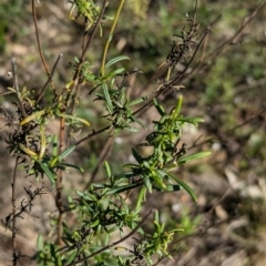 Xerochrysum viscosum at Tarcutta, NSW - 30 Jul 2024 10:27 AM