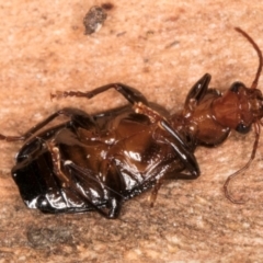 Demetrida suturata (Arboreal carab beetle) at Melba, ACT - 31 Jul 2024 by kasiaaus