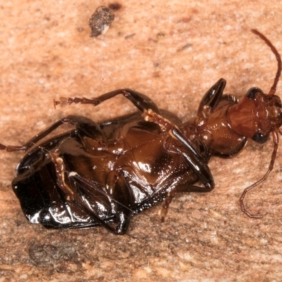 Demetrida suturata (Arboreal carab beetle) at Melba, ACT - 31 Jul 2024 by kasiaaus