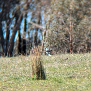 Gymnorhina tibicen at Tarcutta, NSW - 30 Jul 2024