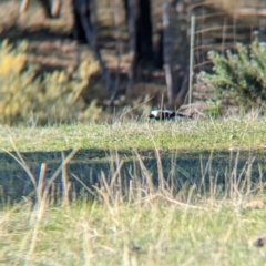 Gymnorhina tibicen at Tarcutta, NSW - 30 Jul 2024