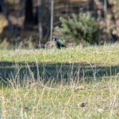 Gymnorhina tibicen at Tarcutta, NSW - 30 Jul 2024