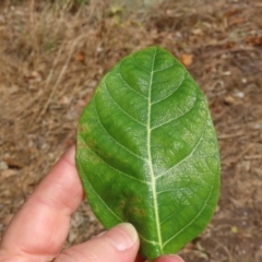 Ficus opposita (Sandpaper Fig) at Mission River, QLD - 1 Aug 2024 by lbradley