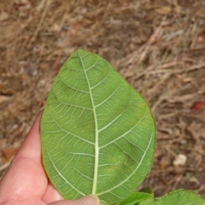 Ficus opposita at Mission River, QLD - 1 Aug 2024