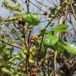 Ficus opposita at Mission River, QLD - 1 Aug 2024 10:19 AM