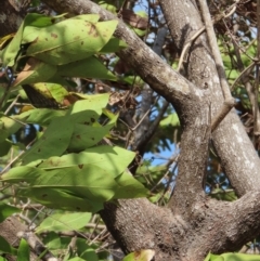 Ficus opposita at Mission River, QLD - 1 Aug 2024 10:19 AM