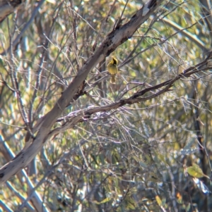 Lichenostomus melanops at Tarcutta, NSW - 30 Jul 2024 10:35 AM