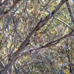 Lichenostomus melanops at Tarcutta, NSW - 30 Jul 2024