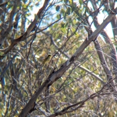 Lichenostomus melanops at Tarcutta, NSW - 30 Jul 2024