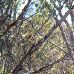 Lichenostomus melanops at Tarcutta, NSW - 30 Jul 2024 10:35 AM