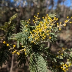 Acacia dealbata subsp. dealbata (Silver Wattle) at Tarcutta, NSW - 30 Jul 2024 by Darcy