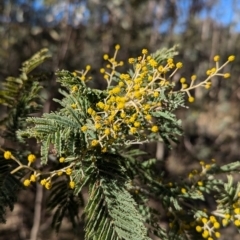 Acacia dealbata subsp. dealbata at Tarcutta, NSW - 30 Jul 2024 10:46 AM